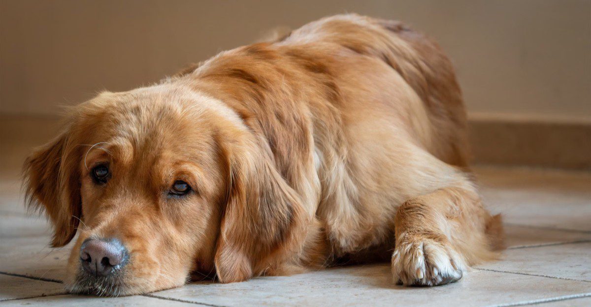 Swapping your dog's food too fast causes tummy trouble, so try these 8 ...