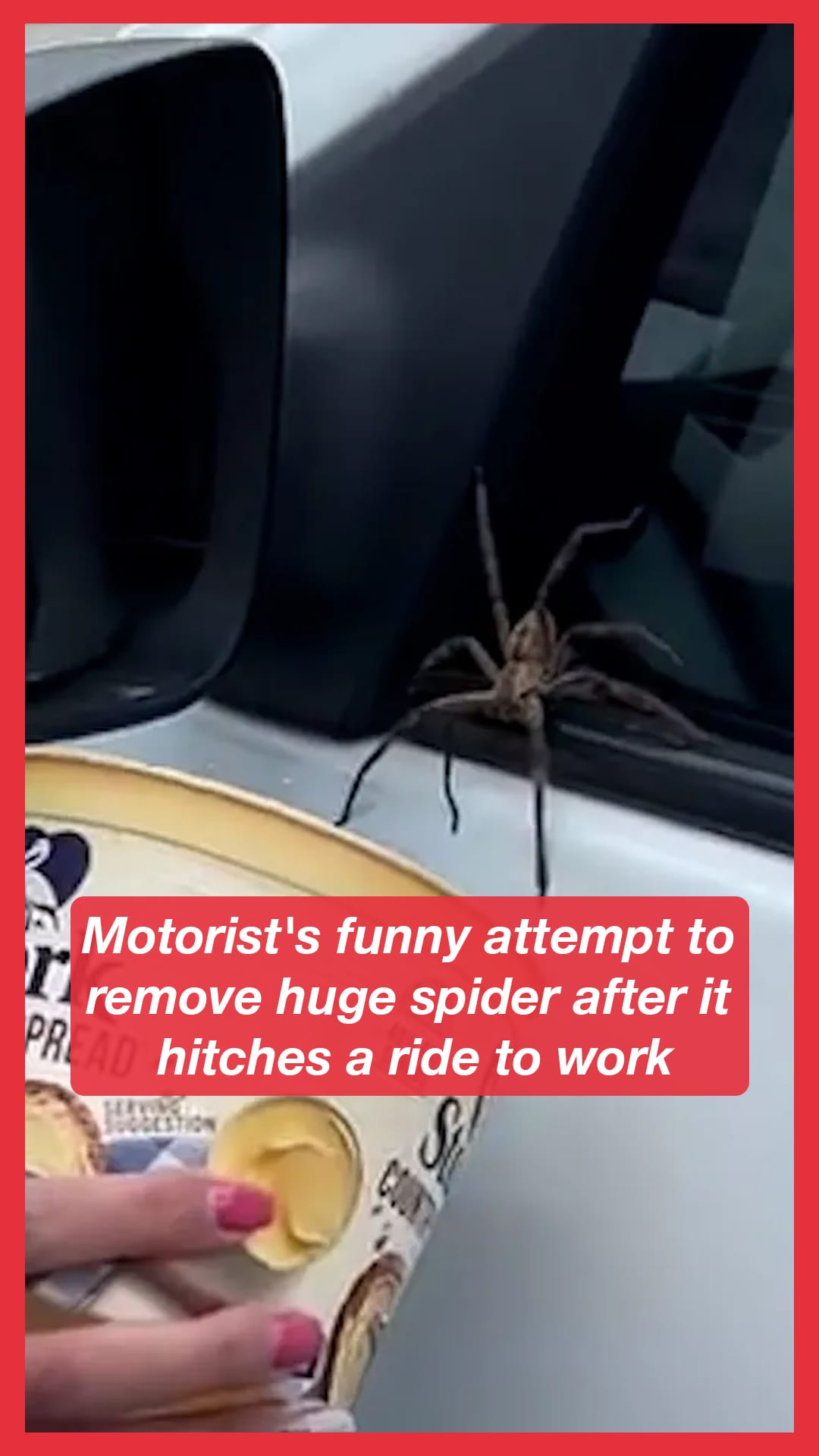 Motorist's funny attempt to remove huge spider after it hitches a ride ...