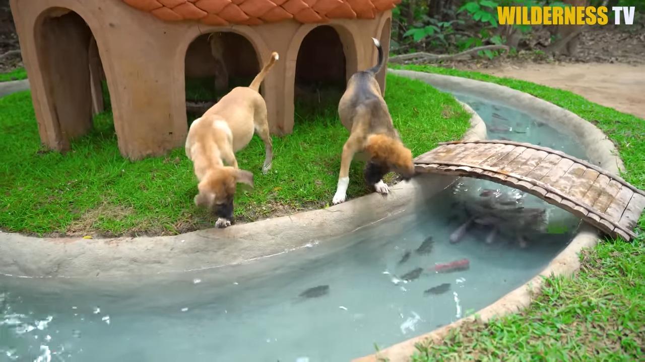 The abandoned puppies had nothing, so they shaped a shelter from scratch