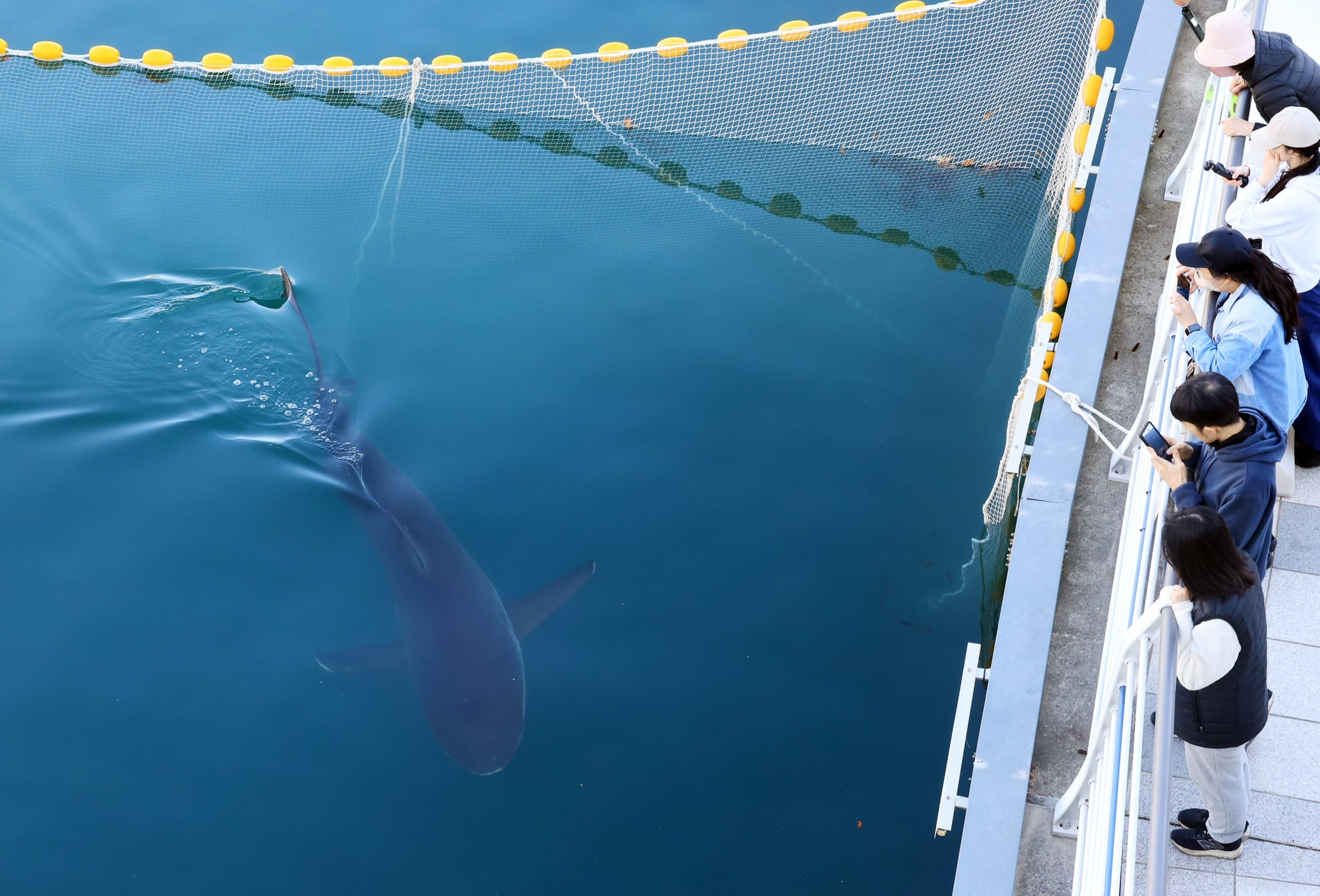 Authorities monitor 'Bukangi' as shark stays in Busan waterway