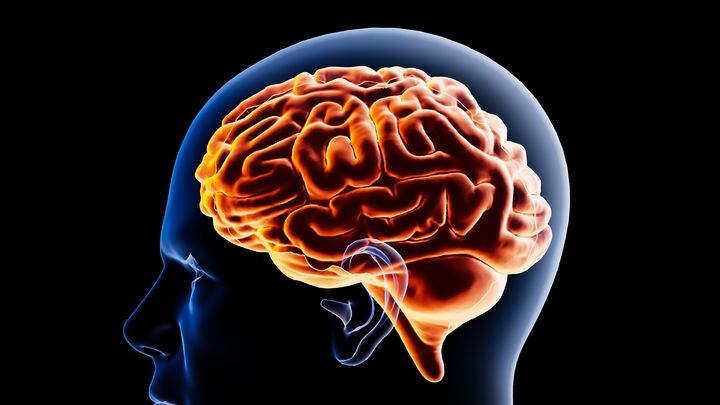 Stanford maps insula's sensory and emotional regions