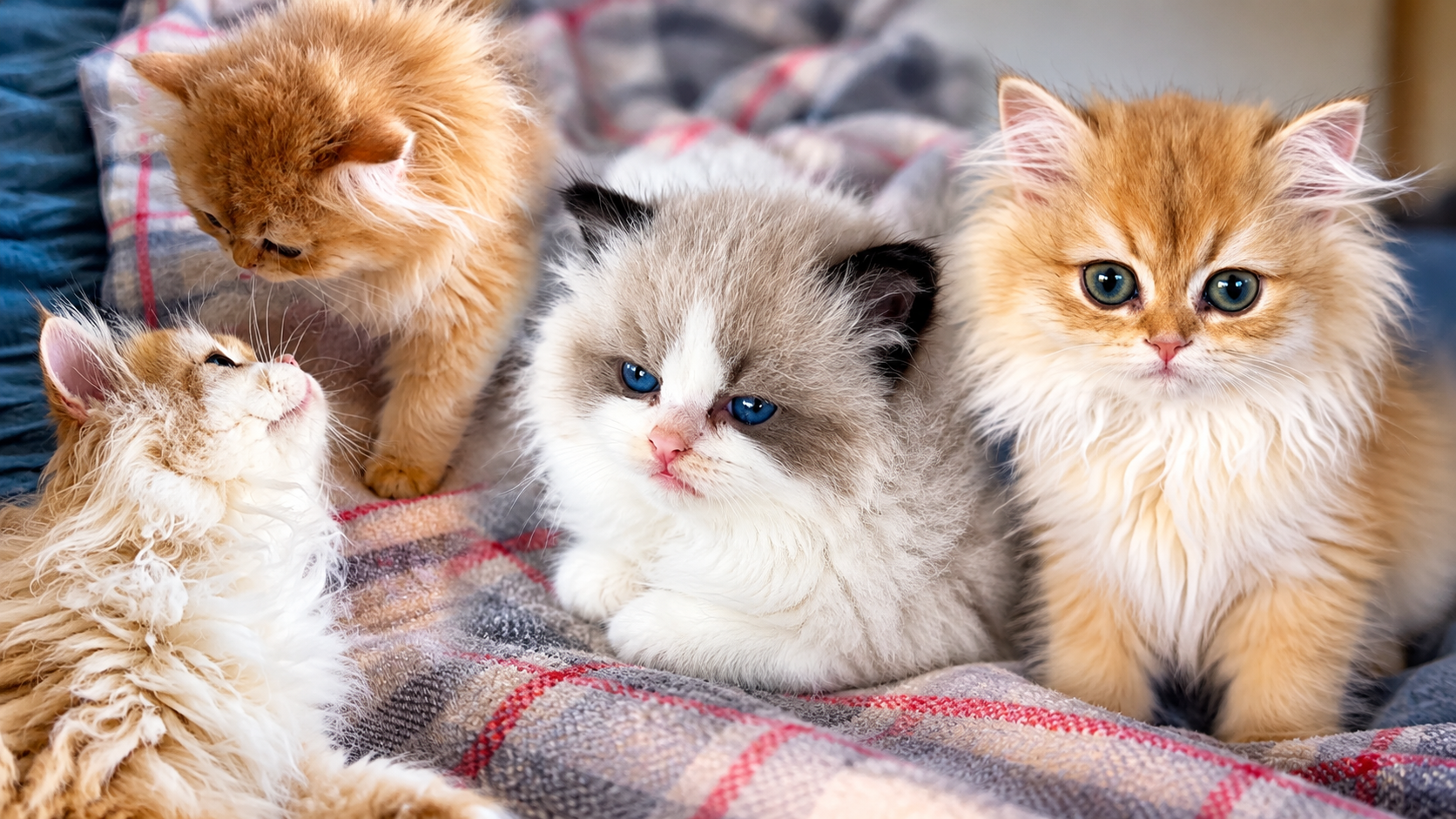 How my chill cats reacted to a new kitten