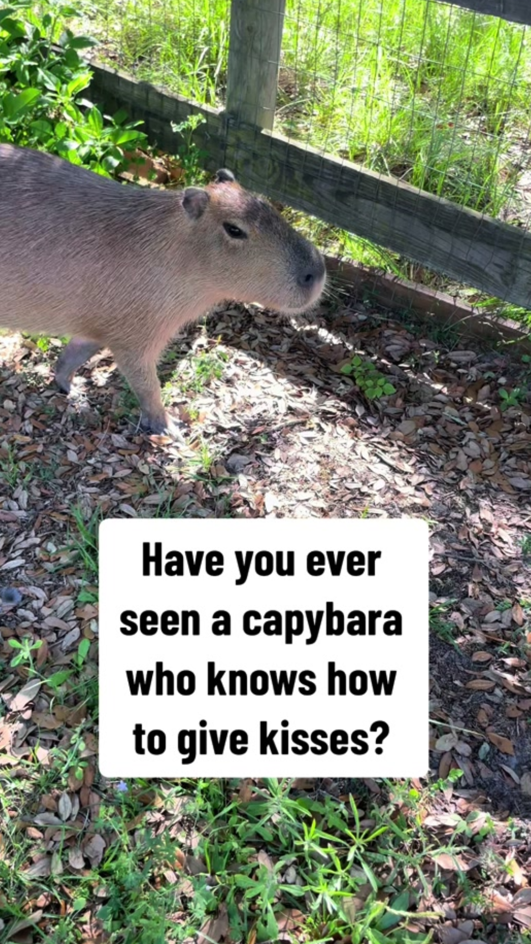The adorable capybara interaction that steals the spotlight