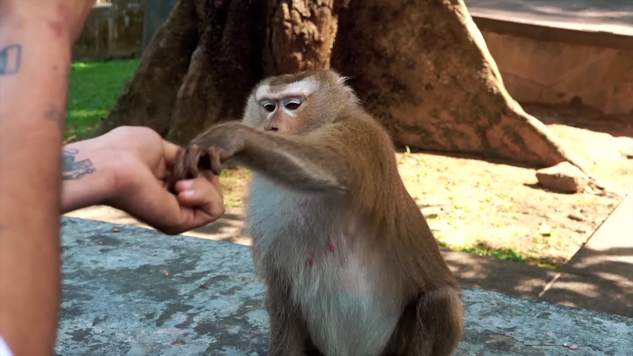 Watch monkeys steal tourists' phones and exchange them for snacks
