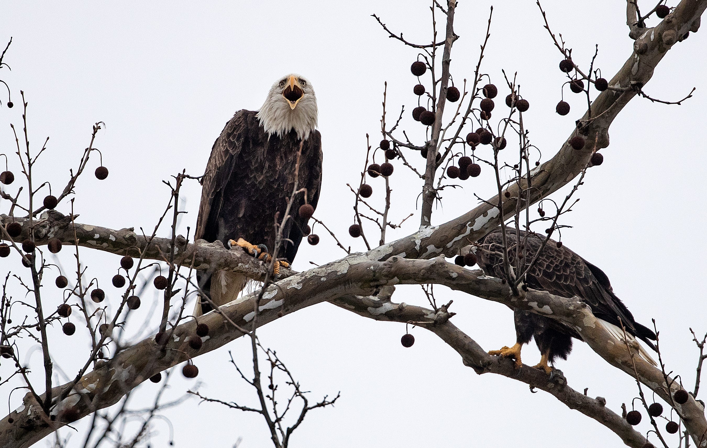 Indiana wildlife less protected after change to Endangered Species Act
