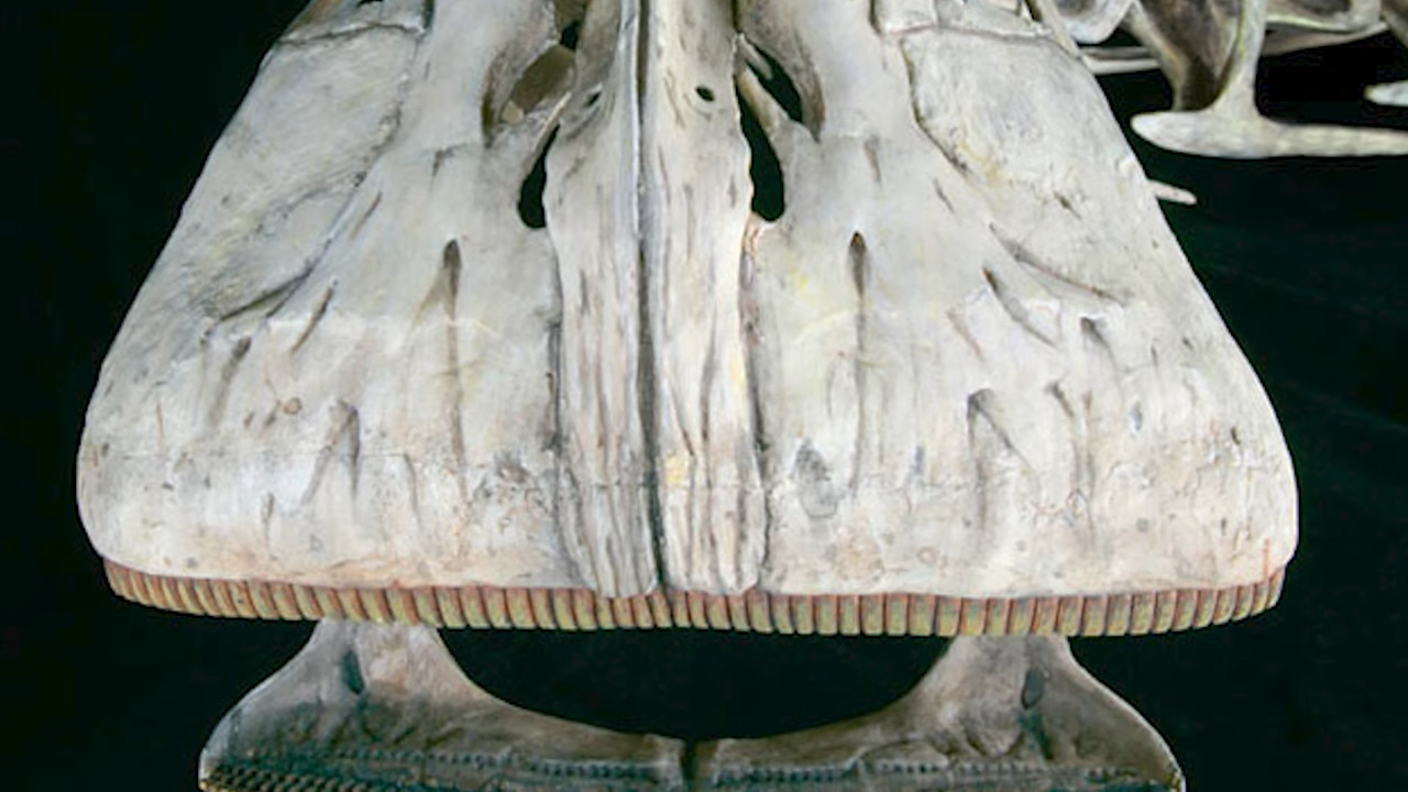 Around 500 teeth and a wide snout helped Nigersaurus feed close to the ...