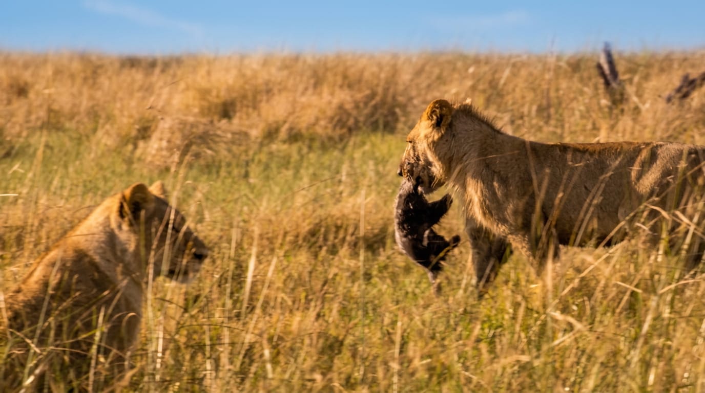 Watch a fearless honey badger mother take on three lions