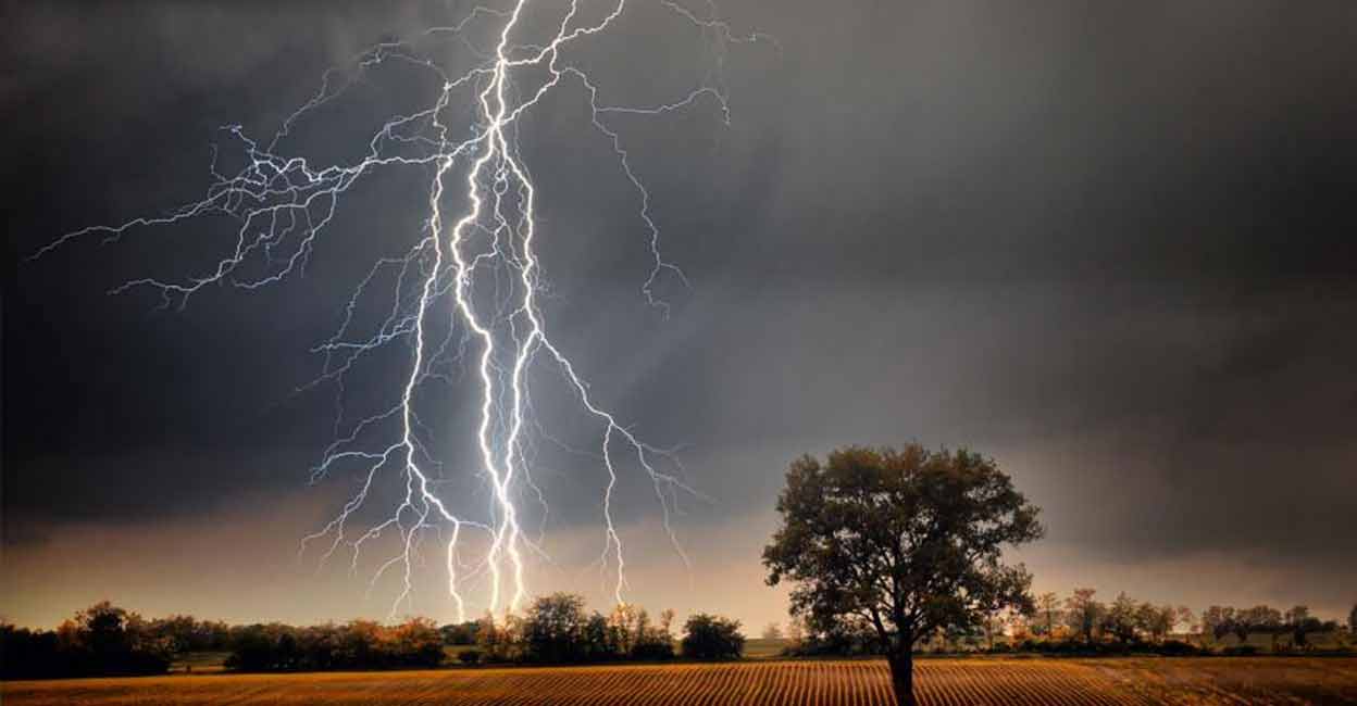 Lightning strike kills 11 cattle at Cheruvally Estate, to affect ...