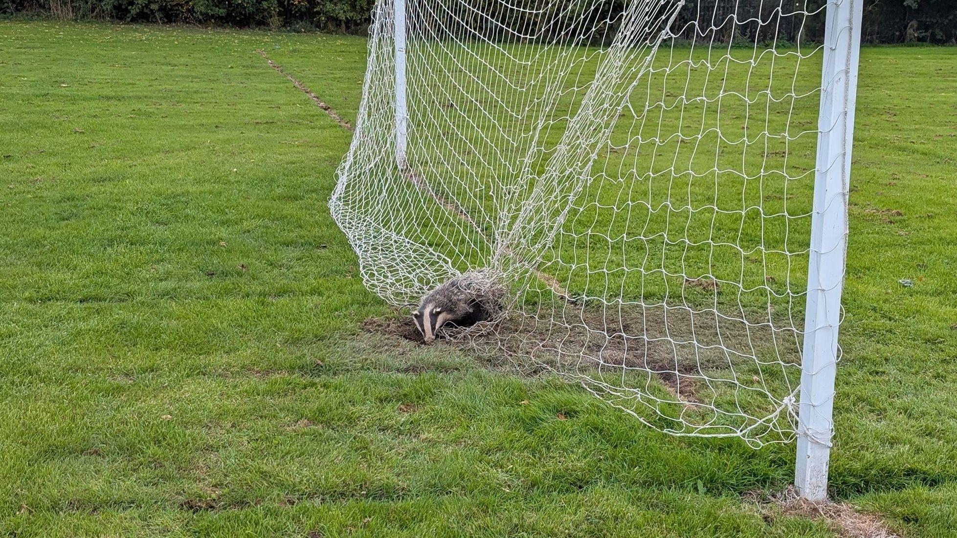 Sett piece: Trapped badger freed from football net