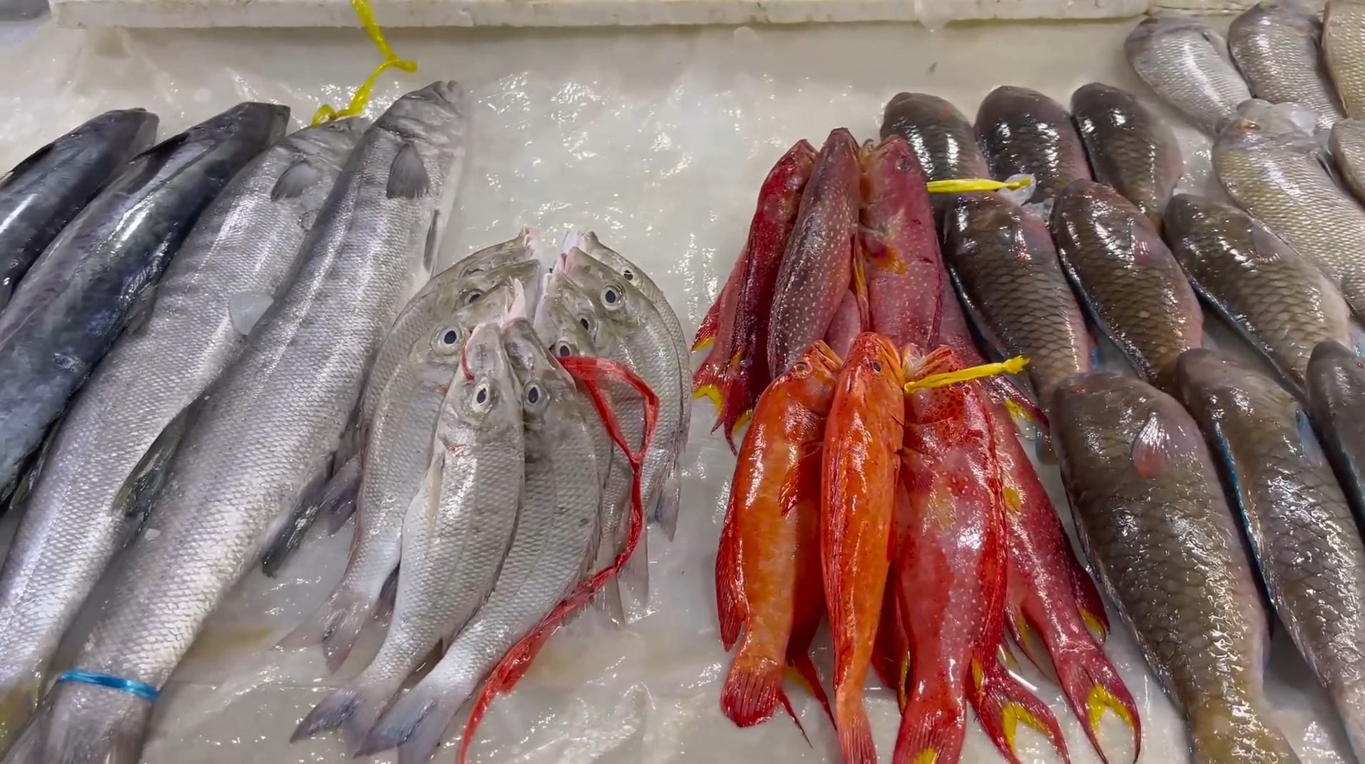 Exploring Jeddah's central fish market and local seafood culture