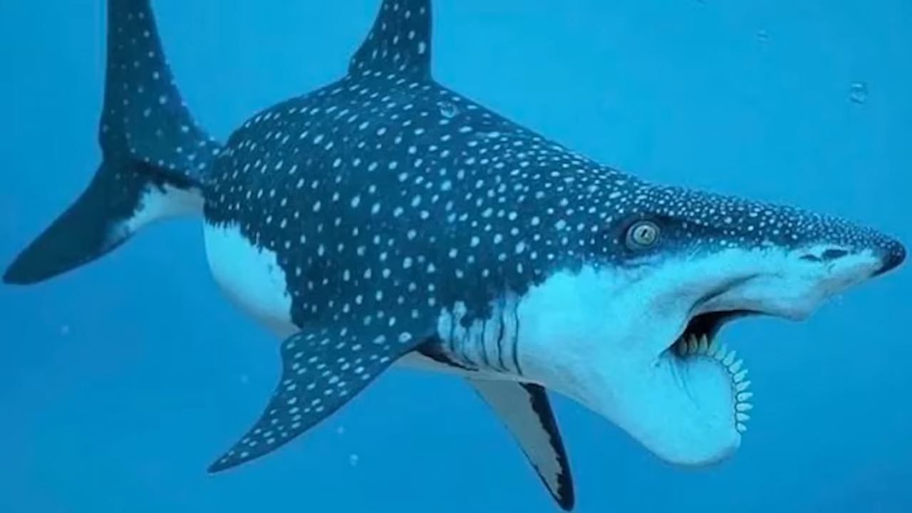 A spiral-toothed predator puzzled scientists for more than a century