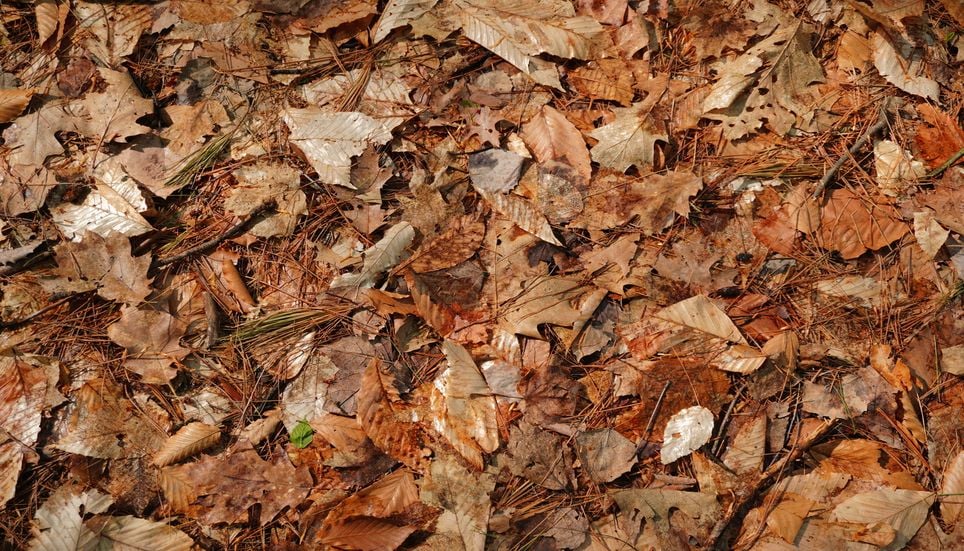 The free fertilizer you throw away every fall: How to turn fallen ...