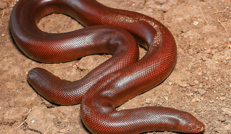 Rare red sand boa rescued in Ranchi; Haryana man detained