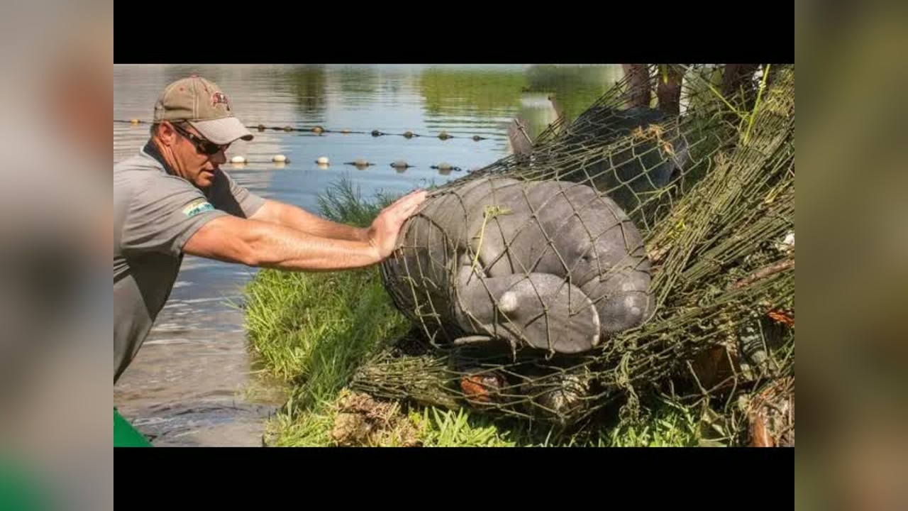 Manatee swims into a fish trap in Joey Slay Em's Florida pond