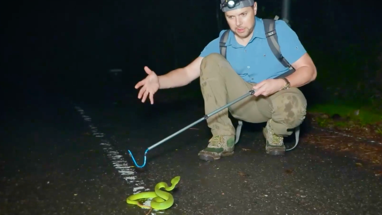 The rare snake whose venom science can't fully explain