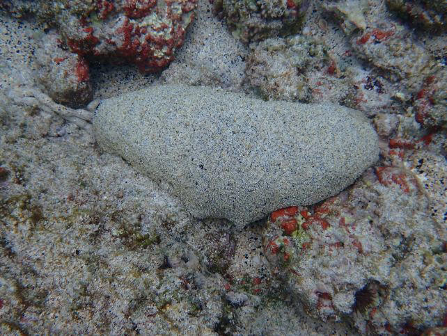 This strange sea creature looks like poop and may survive for an ...