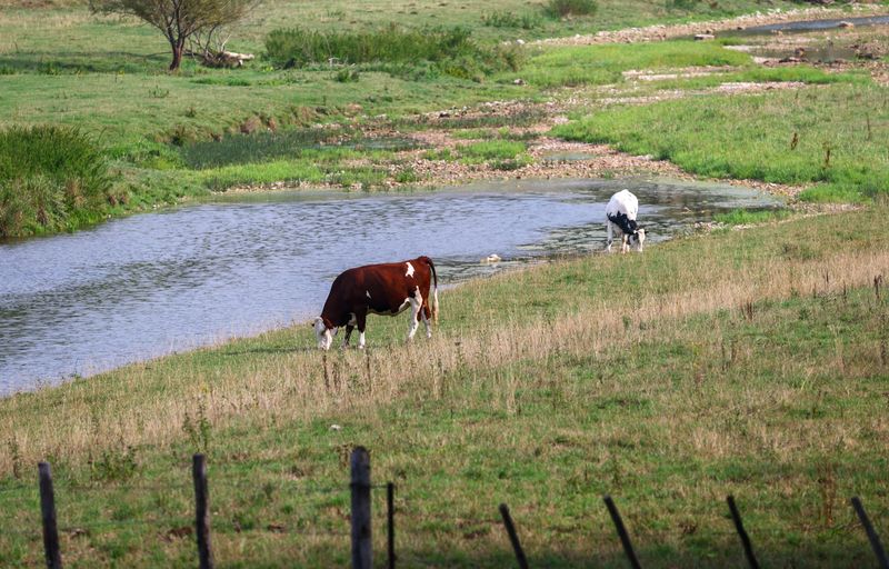 France reports first human case of livestock virus Shamonda
