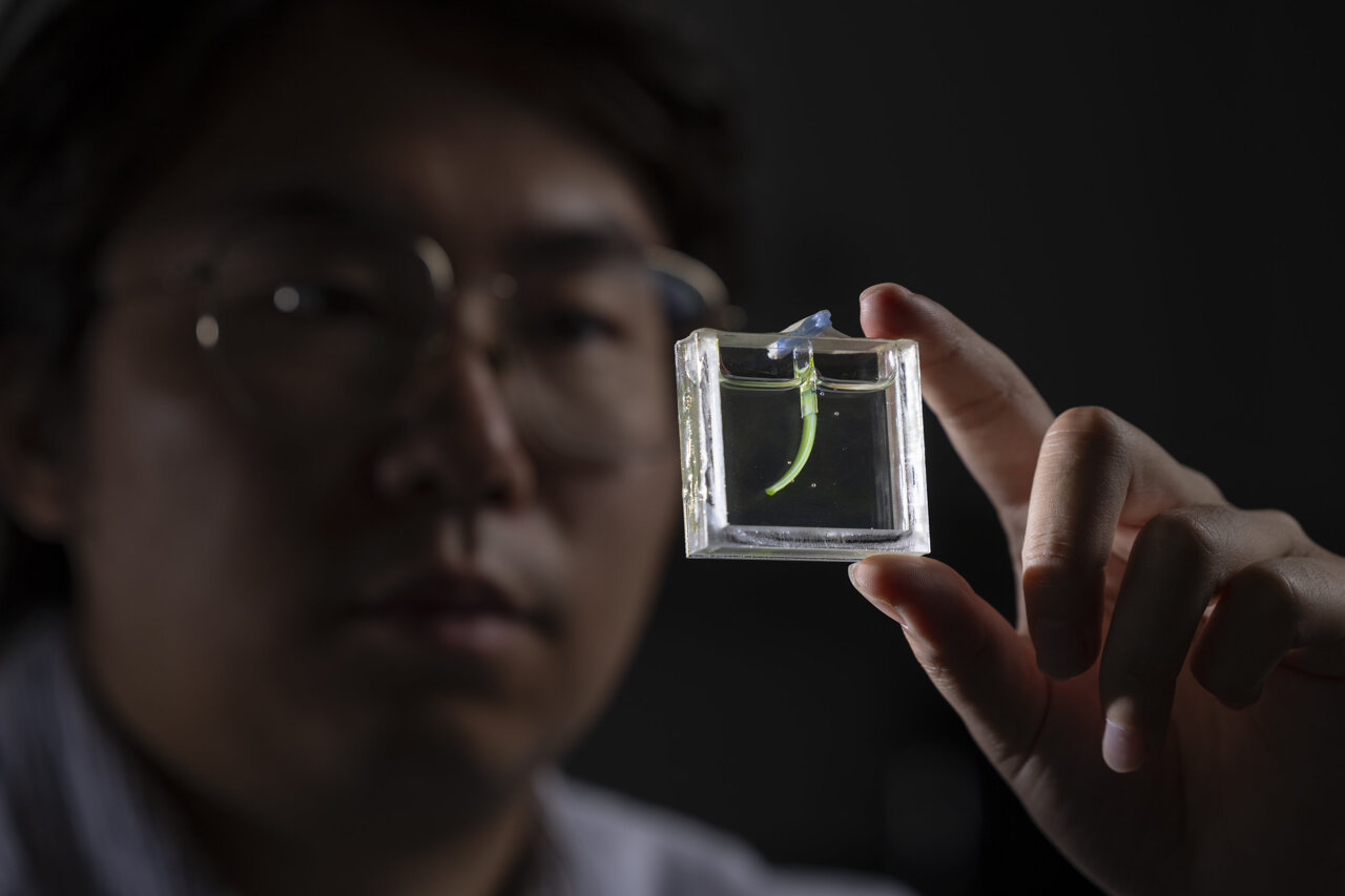Algae-powered soft robot arm uses light to grasp and lift small objects