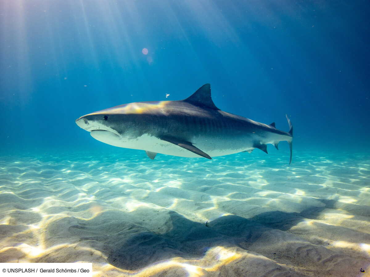 Le requin devenu célèbre en Corée du Sud est revenu là où il était coincé