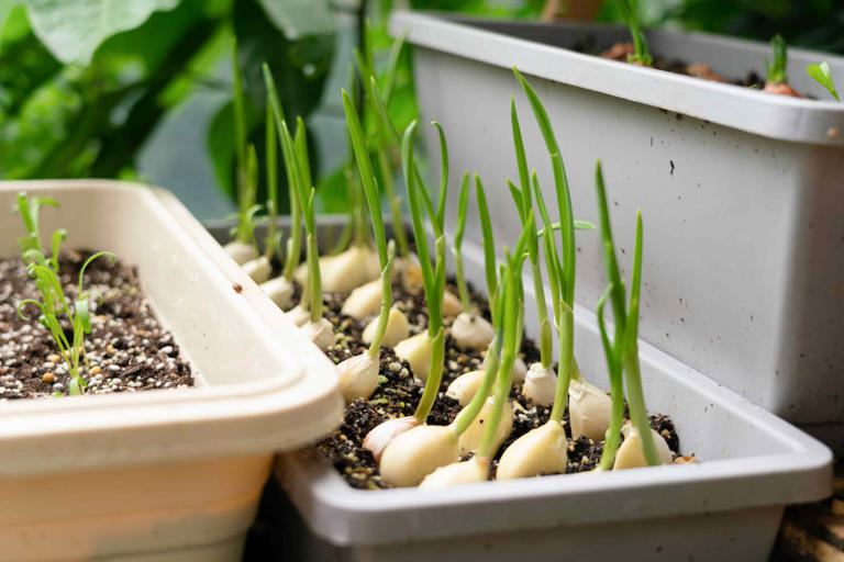 How long does garlic really take to grow? Here’s when to plant and ...