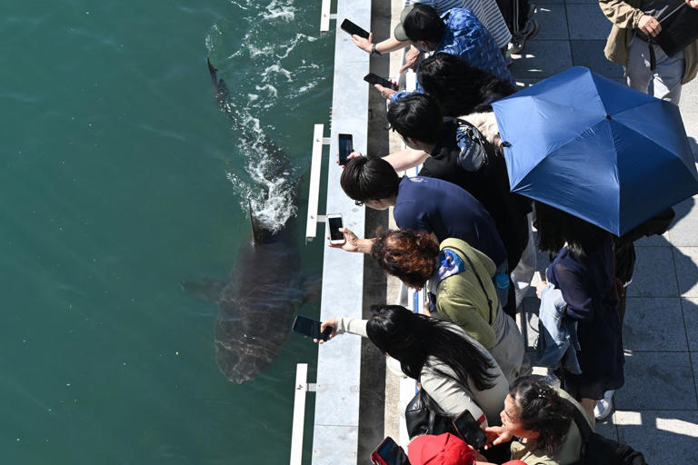 Trapped shark returns to South Korean canal hours after rescue attempt