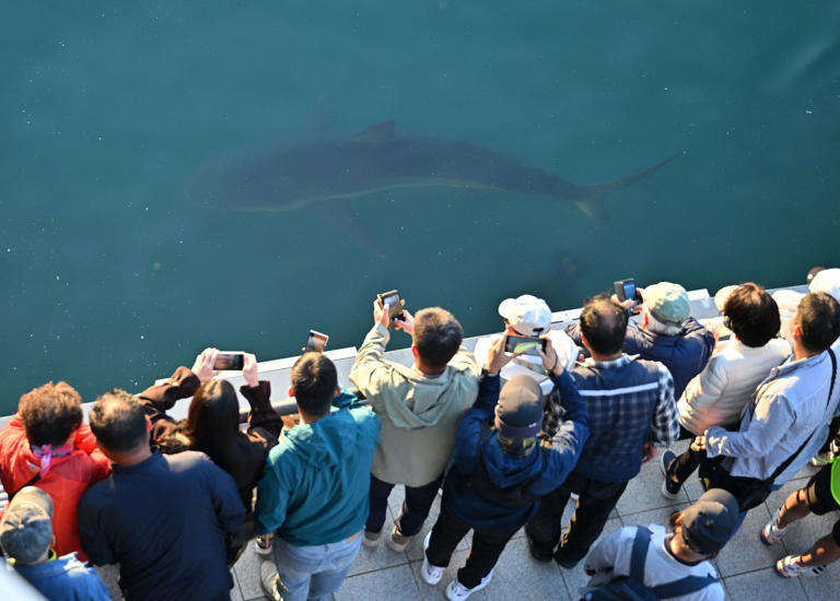Trapped shark returns to South Korean canal hours after rescue attempt