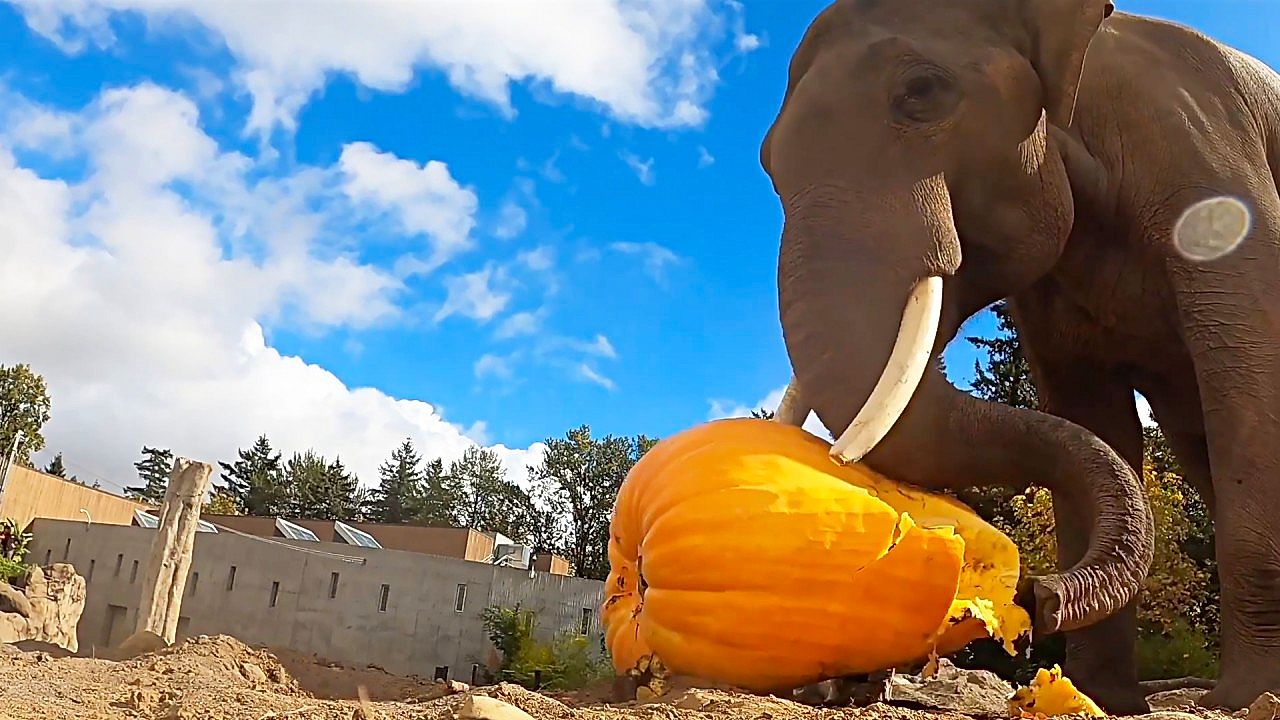 Elephant flattens 500-pound pumpkin in annual Halloween squash-smashing ...
