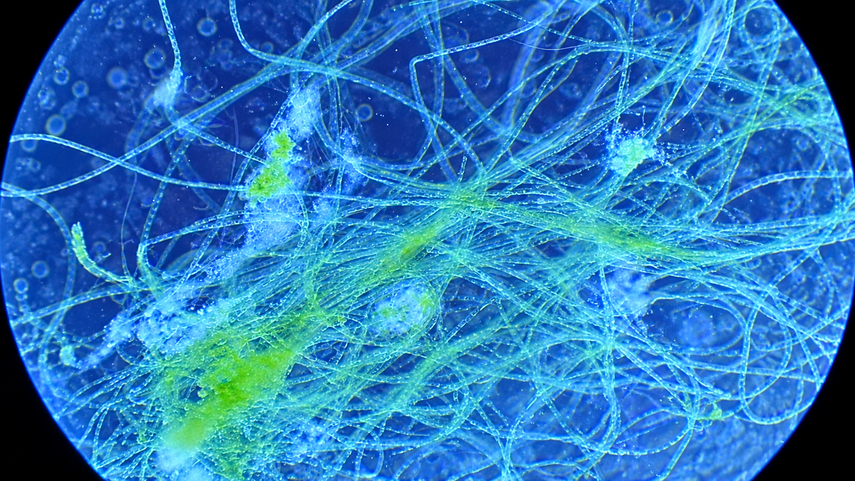 Uncovering tiny organisms and microscopic wonders in water, nature, and ...