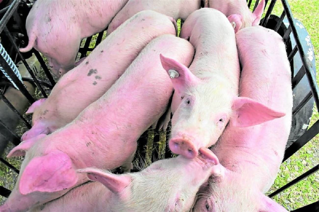 Oriental Mindoro hog raisers join 3-day pork holiday