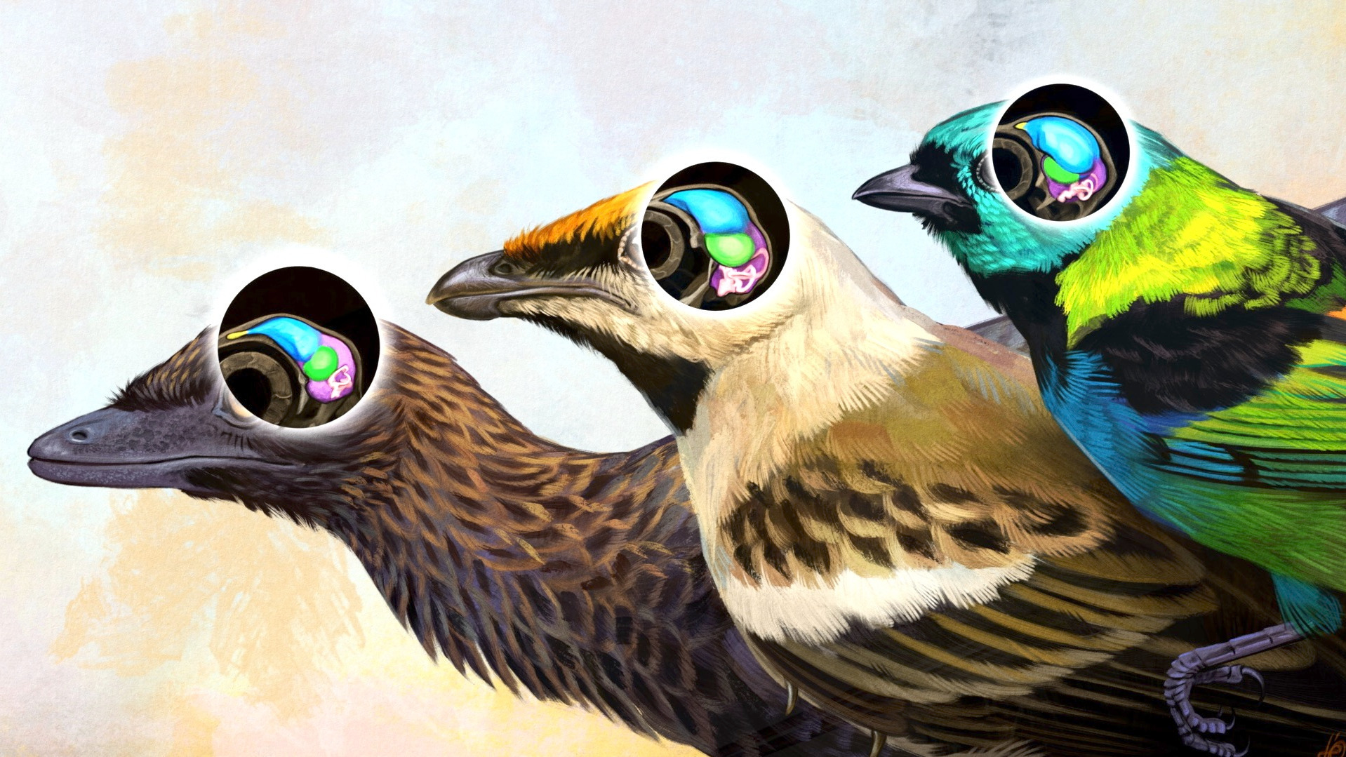A closer look: fossil links modern birds to their dinosaur ancestors