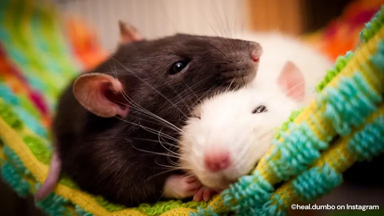 Pet rats who prove they’re as loving as dogs