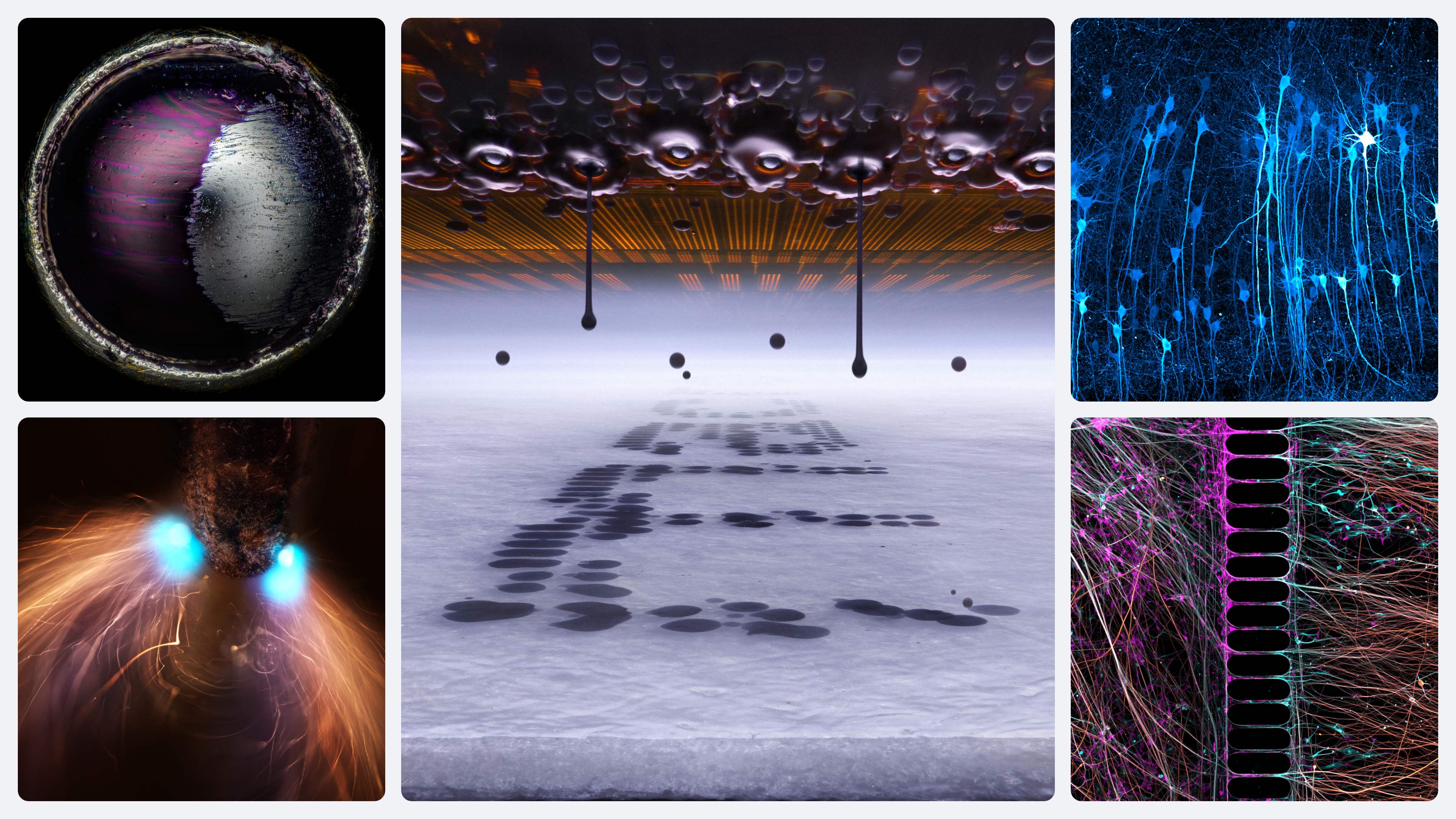 The winner of Nikon’s Small World competition shows the microscopic ...