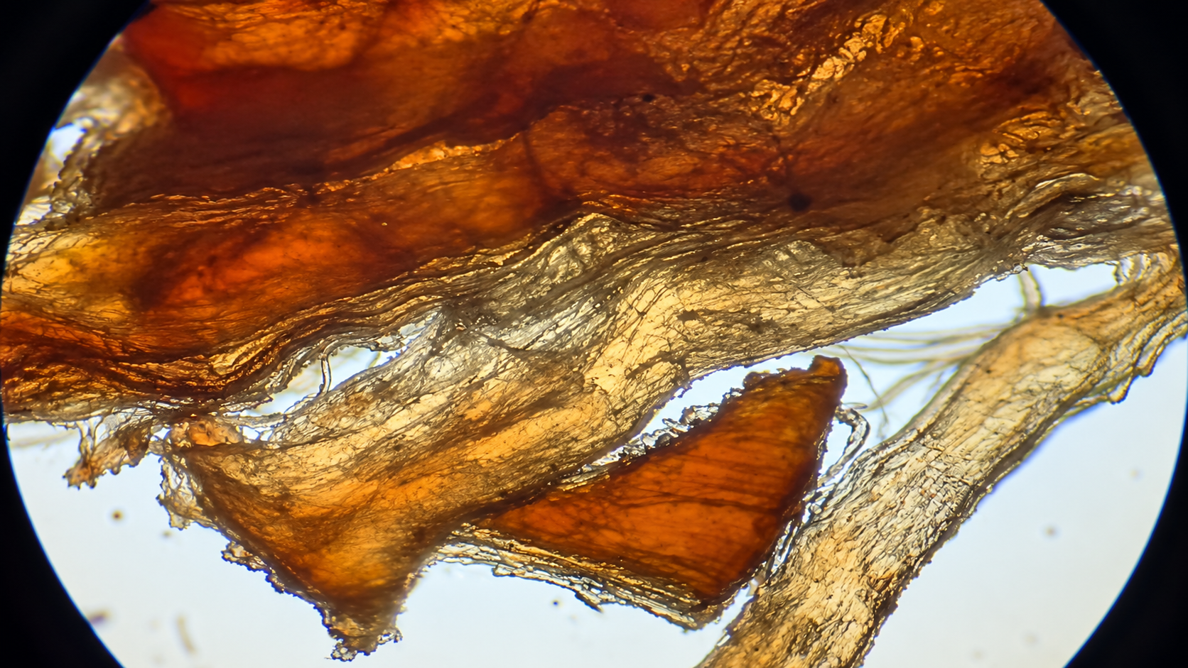 Food animal samples and everyday materials expose fascinating secrets ...