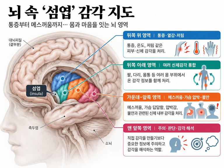 Brain study maps sensory pathways linking body and mind