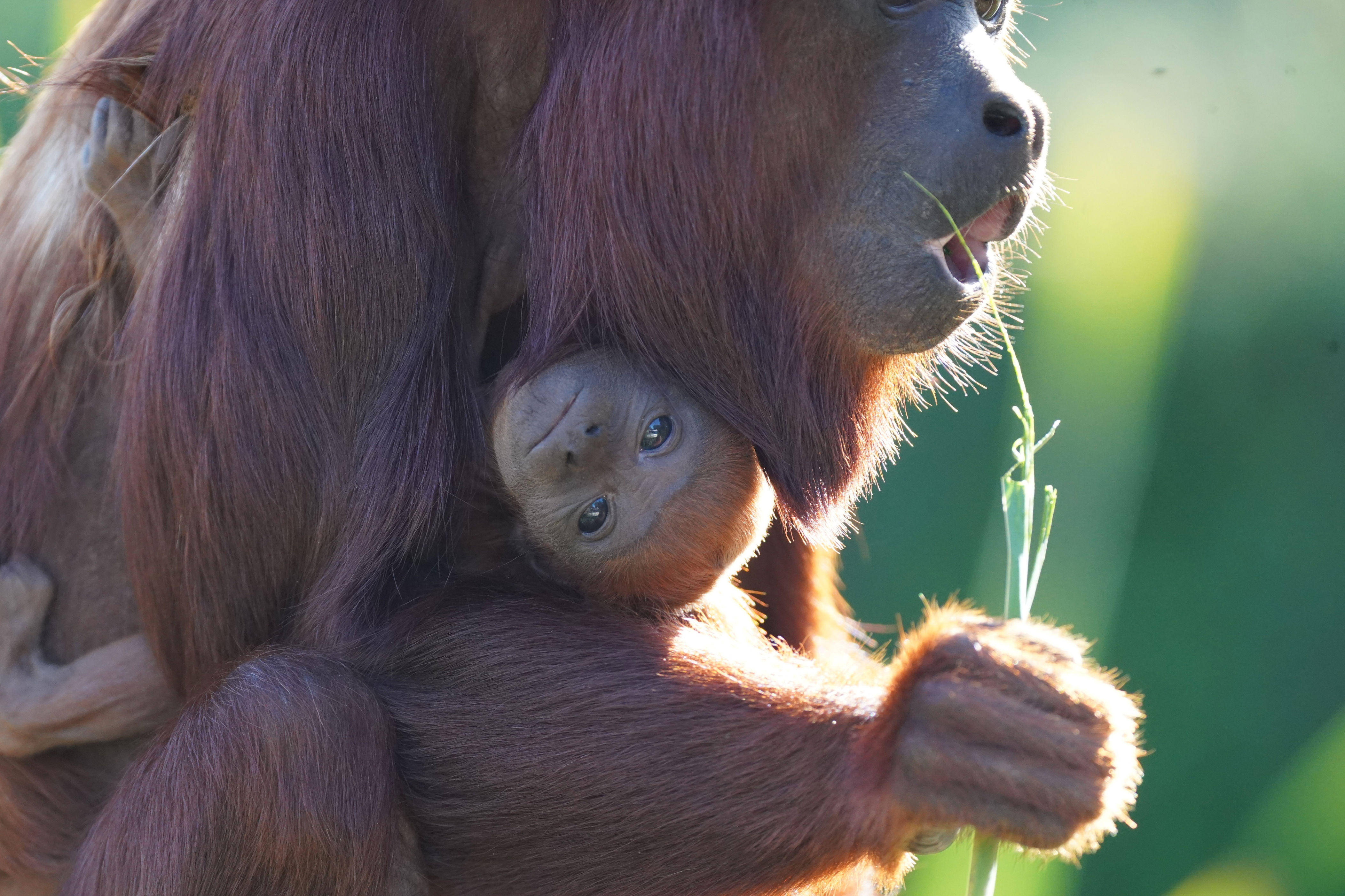 New baby red howler monkey breeding success at Yorkshire Wildlife Park