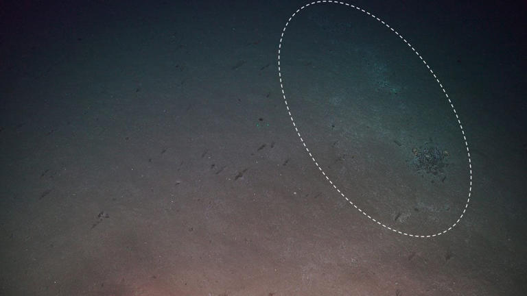 Scientists dug into a weird patch on the seafloor. They unearthed a ...