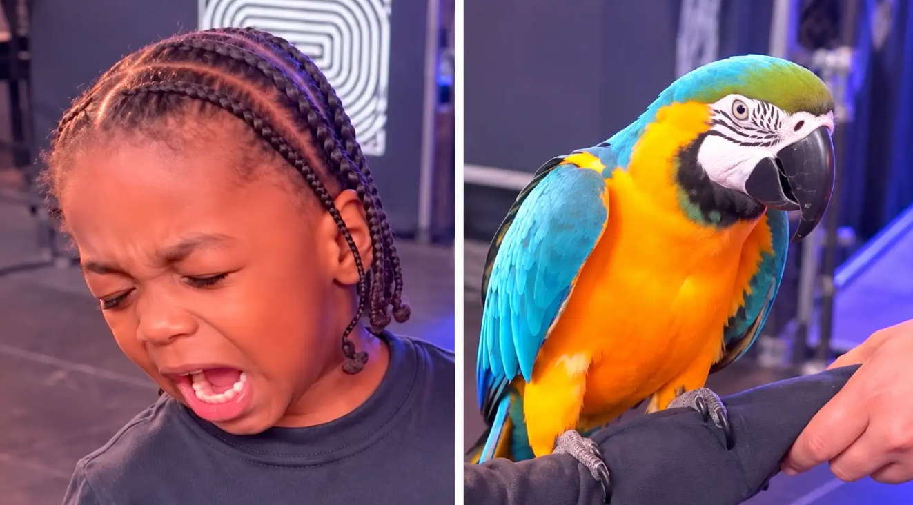 Don't attack me! - Bird turns on a person who just wants to be left alone