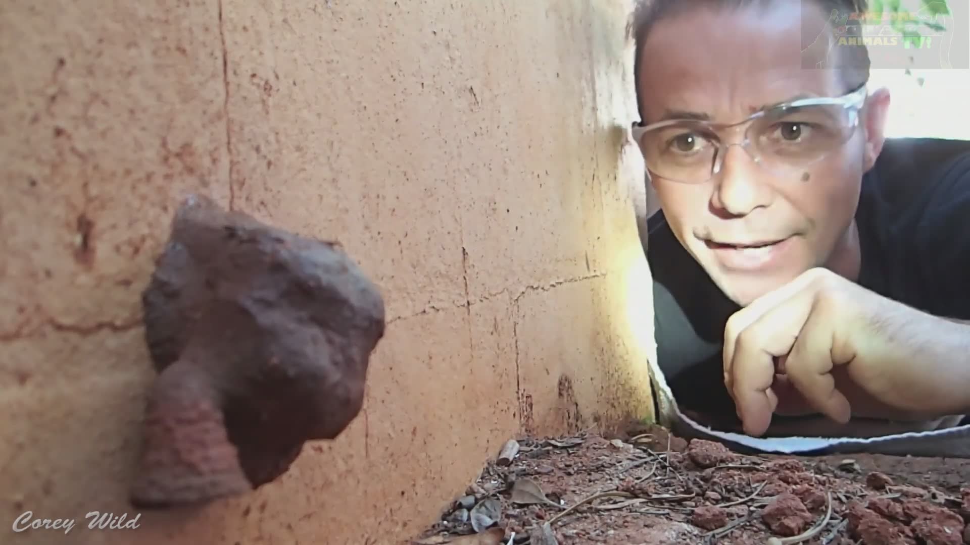 The murder hornet | First aid for the worst sting in the country