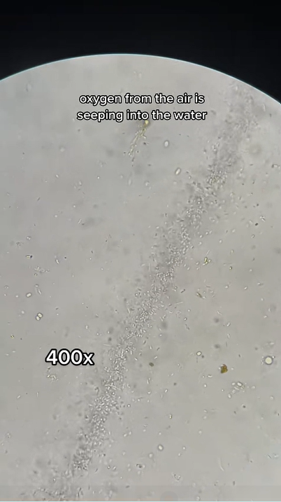 What happens to bacteria under a microscope?