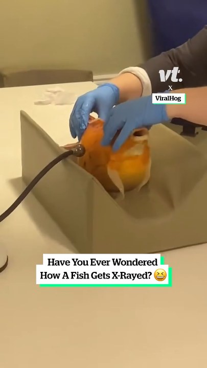 Fish Getting an Xray