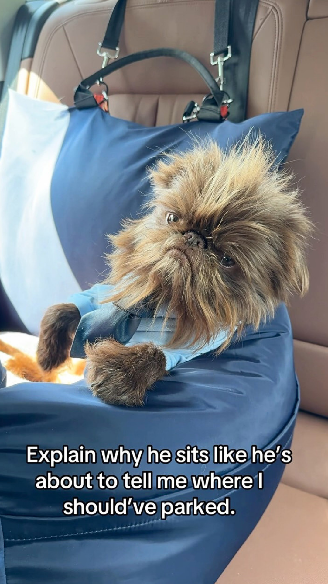This dog thinks he can drive better than you
