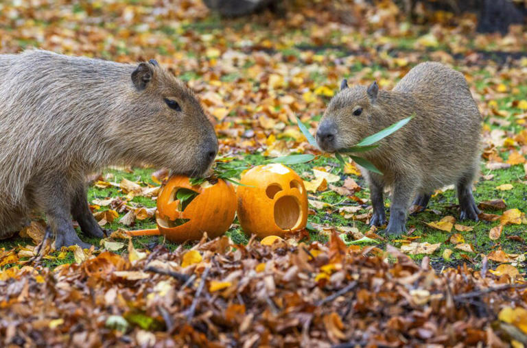 Scotland’s first capybara pup in 18 years celebrates first Halloween