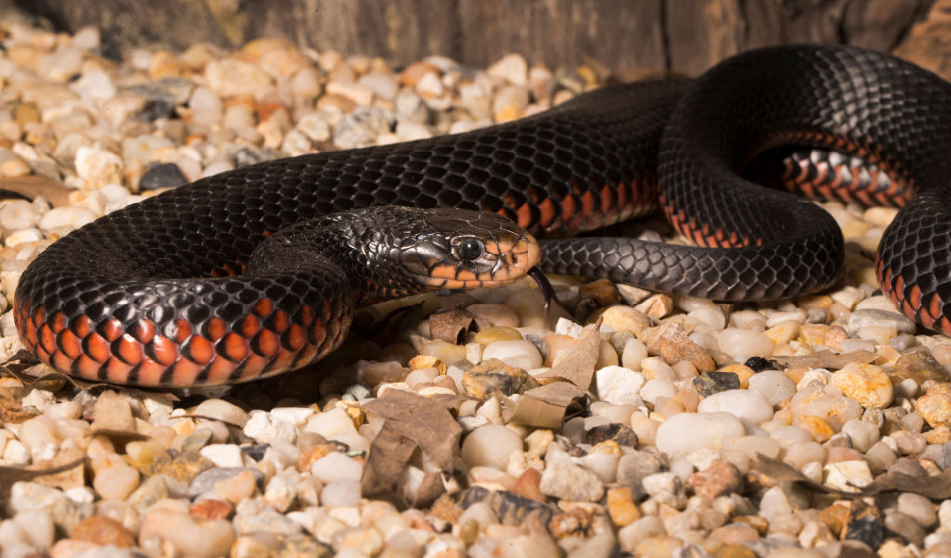Australia’s scariest snakes