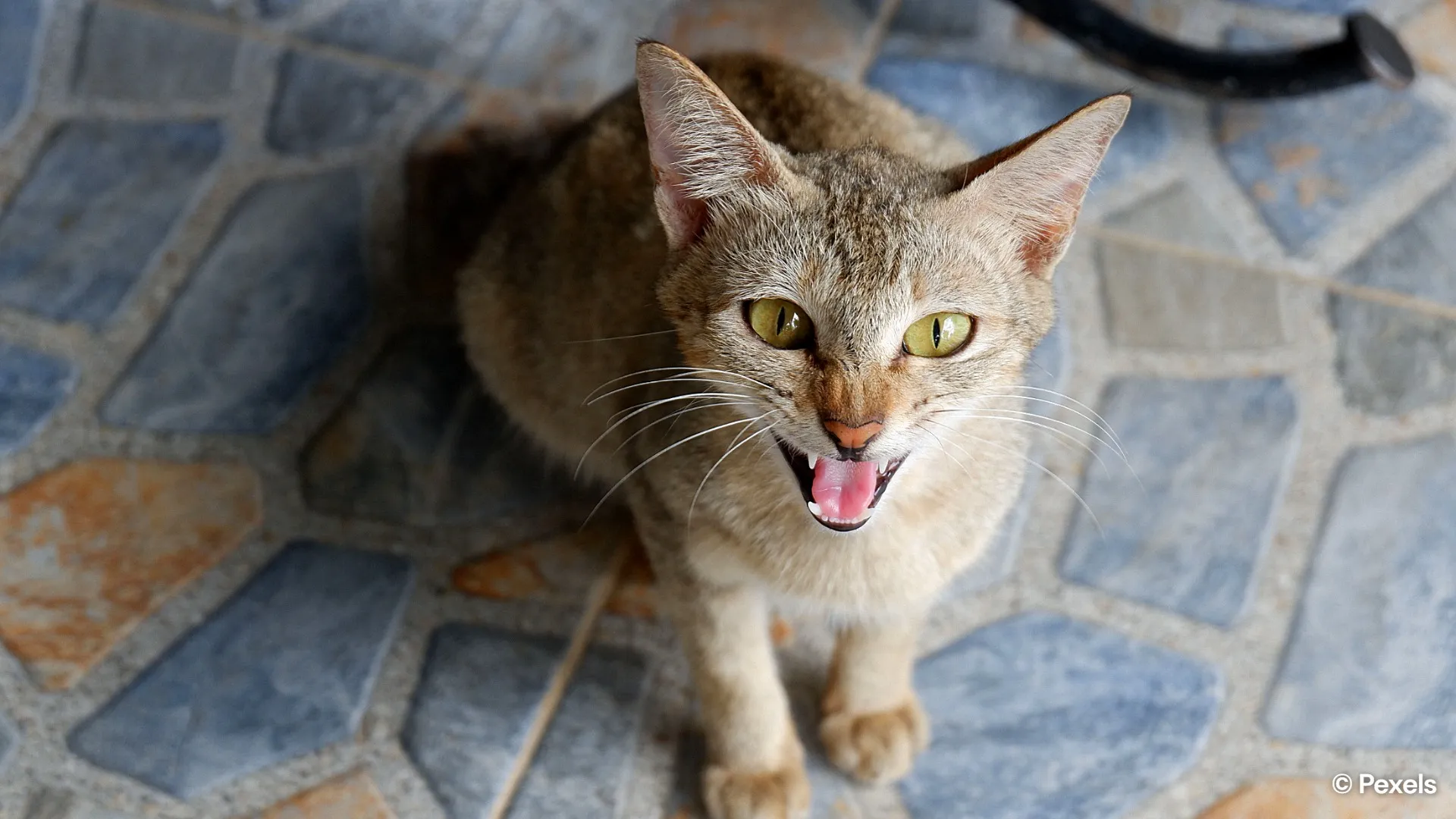 If your cat starts hissing at an empty wall, here's what it may mean