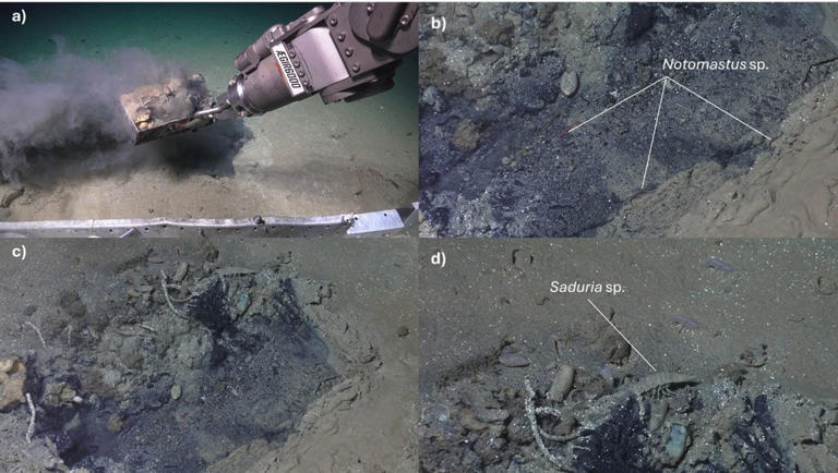 Scientists dug into a weird patch on the seafloor. They unearthed a ...
