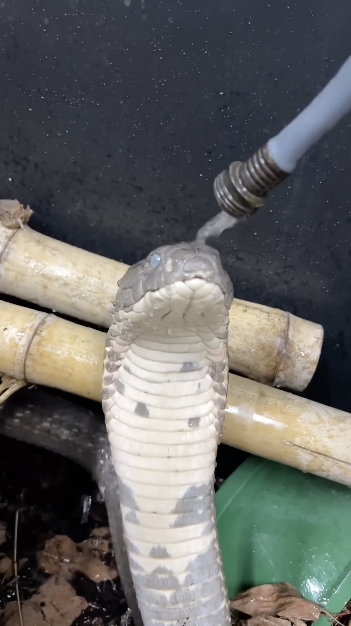 Massive king cobra in shed