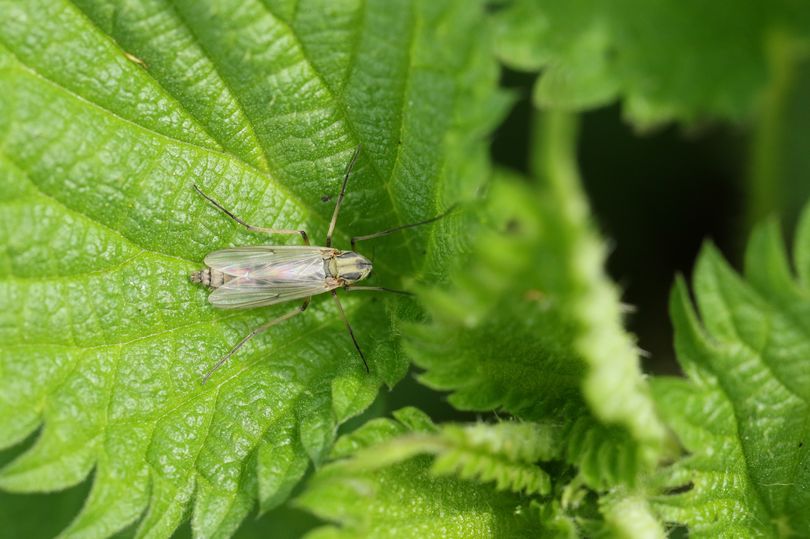 First patient dies from deadly virus spread by insects