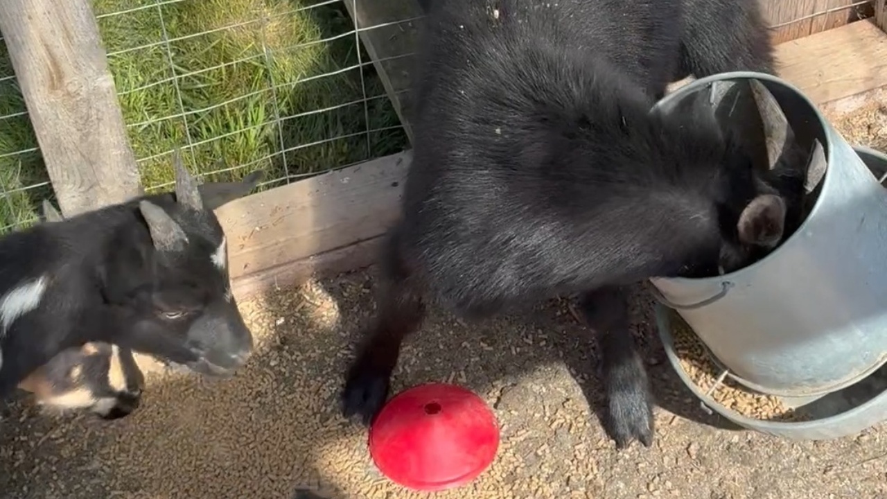 Nosy goat gets head stuck in bucket on farm
