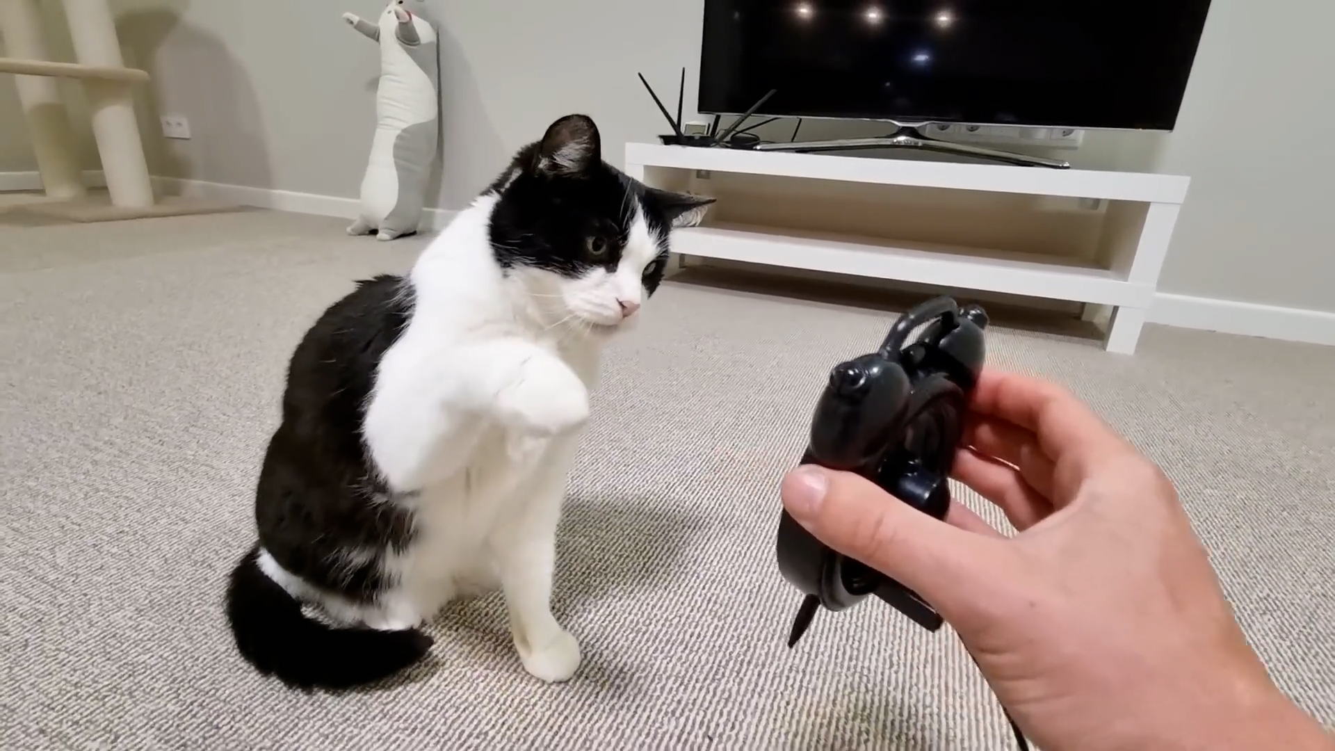 Cat treats alarm clock like personal enemy