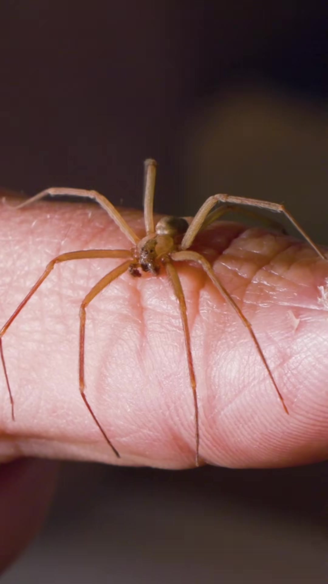 What a real brown recluse actually looks like